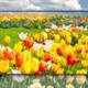 Smart Tivi Samsung 4K 65 inch 65AU7700 UHD 2